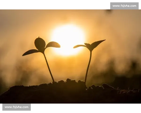 阳光总在风雨后：歌声里的坚韧与希望